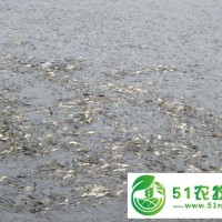 魚苗批發(fā)可以選擇桂林市鴻飛漁場