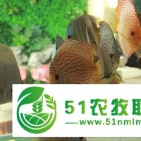 七彩神仙 熱帶魚活體觀賞魚 阿蓮卡紅妃豹點(diǎn)黃金天子藍(lán) 漁場(chǎng)**