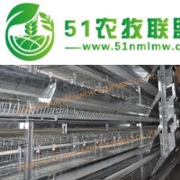 蛋雞籠 層疊式自動(dòng)化養(yǎng)雞設(shè)備 鍍鋅**籠網(wǎng)