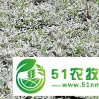 湖南道路立體花壇公司 浙江拓春園藝供應(yīng)
