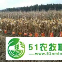 早熟不早衰種子公司