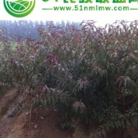 供應(yīng)紅葉碧桃 山東紅葉碧桃價(jià)格 紅葉碧桃樹苗