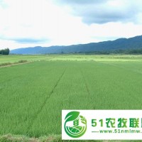 出租轉讓耕地，水田，草原