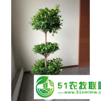 寧波別墅庭院綠化養(yǎng)護服務(wù)平臺 浙江暗香園林供應(yīng)