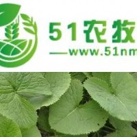 應供應山野菜馬蹄葉種子