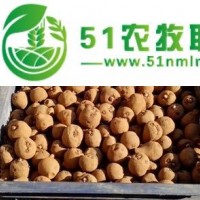 魔芋種子，魔芋種子批發(fā)