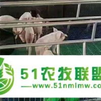 養(yǎng)豬設(shè)備自動(dòng)化供料系統(tǒng)