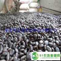 油麻藤種子價格上漲