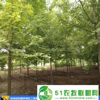 美國紅楓嫁接-徐州同創(chuàng)園林綠化-美國紅楓