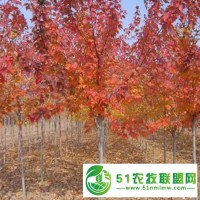紅楓報(bào)價(jià)-邳州市千綠園林綠化-地徑20公分紅楓報(bào)價(jià)