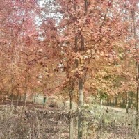 紅楓價格-泰森苗木-紅冠紅楓價格表