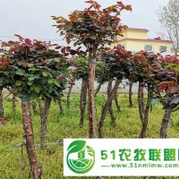1公分月季樹苗批發(fā)-豫宛大量**苗木-宜昌月季樹苗批發(fā)