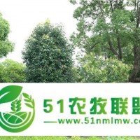 櫸樹樹苗-豪克苗木花卉**廠家-溧陽櫸樹