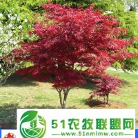 12公分美國紅楓價格-美國紅楓-邳州市亞森苗木