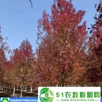 常州美國紅楓-郯城縣浩軒苗木種植-5公分美國紅楓