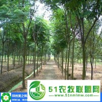 合歡樹價(jià)格-美之楓苗木綠化-12公分合歡樹價(jià)格