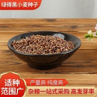 黑小麥種子小麥草種子高產(chǎn)黑小麥紫麥1號(hào)黑小麥種子富硒黑麥