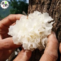 通江銀耳干貨代發(fā)無(wú)硫熏野生白木耳產(chǎn)地貨源誠(chéng)招代理 段木小銀耳