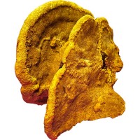 桑黃靈芝滋補中藥材土特產可切片打粉桑樹桑黃靈芝粉野生桑樹桑黃
