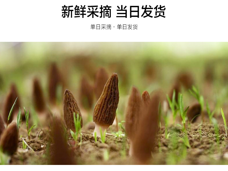 新鮮羊肚菌詳情頁_05