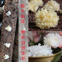 銀耳 新品 四川通江銀耳 椴木銀耳 無(wú)流雪耳 糯耳干貨白木耳100克