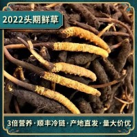 繁育鮮草預(yù)售新鮮冬蟲夏草現(xiàn)貨批發(fā)頭期鮮蟲草滋補(bǔ)品人工冬蟲夏草