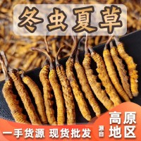 直供冬蟲夏草大貨批發(fā) 蟲草禮盒裝現(xiàn)貨 無斷凍干東陽光冬蟲草批發(fā)