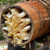 原生蜂蜜批發(fā)瓶裝巢蜜500g農(nóng)家土特產(chǎn)多花蜂巢蜜抖音直播控價代發(fā)