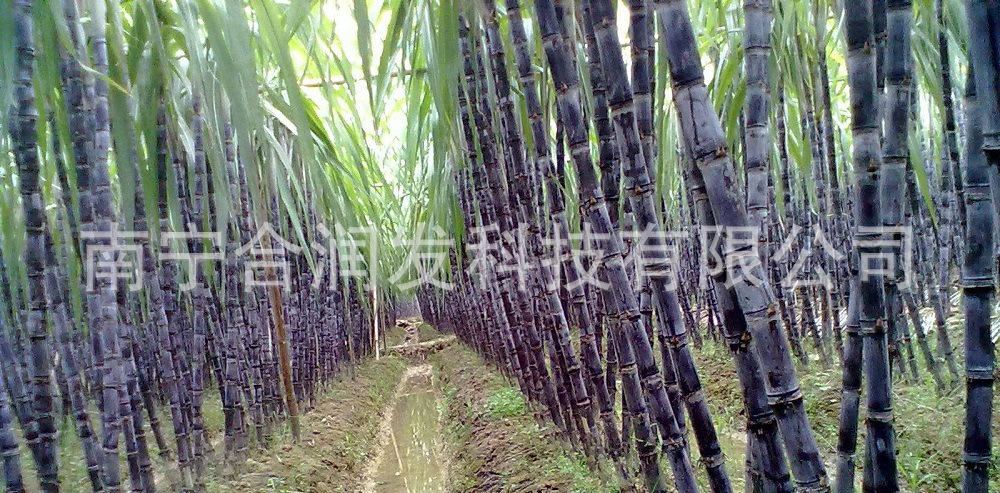 甘蔗下腳料