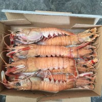海鮮水產批發(fā)海鰲蝦 急速冷凍小龍蝦 海鮮鰲蝦批發(fā)