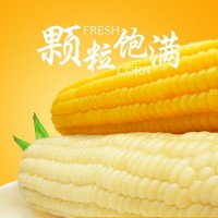 有機玉米冰國糯玉米真空黃白組合8根 黑龍江農(nóng)產(chǎn)品代餐粗糧食品