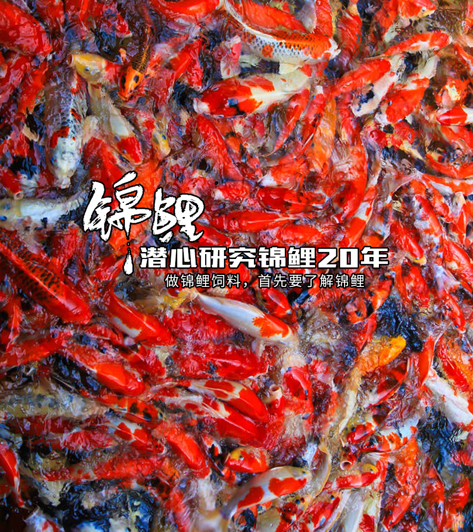錦鯉詳情頁2_01
