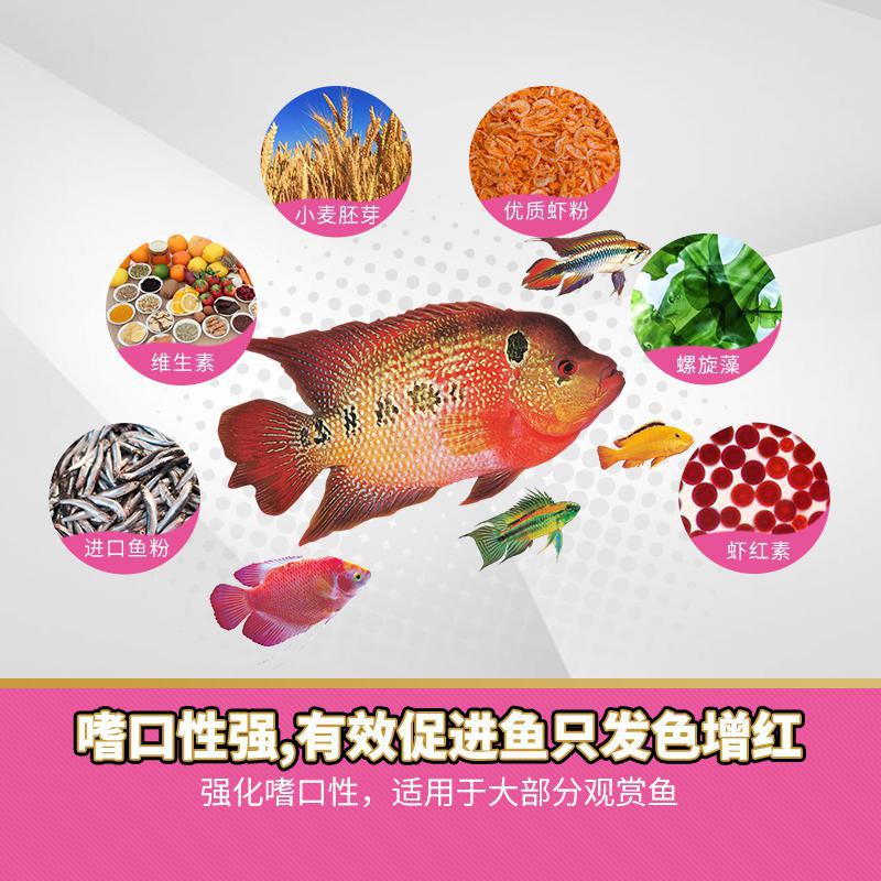 238觀賞魚新主圖3