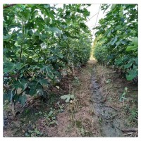 青皮無花果樹苗哪里有賣 金傲芬 芭勞奈 無花果樹苗價(jià)格