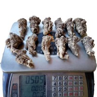 源產地直銷甘肅岷縣當歸頭 無硫頭1斤13頭左右 廠家直銷量大從優(yōu)
