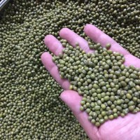 產(chǎn)地直銷 批發(fā)25kg裝 精選東北芽菜綠豆 發(fā)芽專用