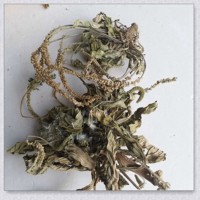 車前草 秦巴山區(qū)野外生長 產(chǎn)地一手貨源 泡水 炒茶 人工挑選