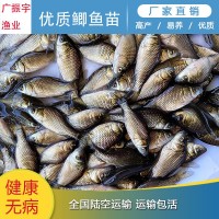 鯽魚魚苗 鯽魚苗 中科三號鯽魚苗 鯽魚水花 質(zhì)量好 抗病強