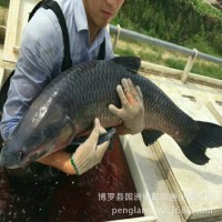 青魚苗批發(fā) 淡水魚苗 低價(jià)魚苗 黑鯇魚苗 大量出售魚苗