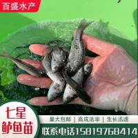淡水養(yǎng)殖七星鱸魚苗批發(fā)供應(yīng)3~8cm生長快易養(yǎng)日本花鱸青鱸海鱸魚