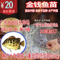 金錢魚苗 金鼓魚苗 海水孵化名貴魚苗 食用景觀魚 魚苗孵化苗穩(wěn)定