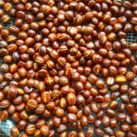板栗批發(fā)熟炒熟糖炒栗子山東仁新鮮甜糯即食現(xiàn)炒散裝堅(jiān)果零食禮盒