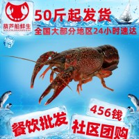 456錢湖北潛江小龍蝦活體批發(fā)小龍蝦小龍蝦鮮活商用活的批發(fā)活的