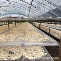 菌菇干貨白玉木耳散裝白木耳新品產(chǎn)地直發(fā)大量供應玉木耳