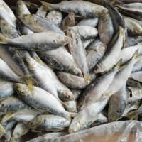 大連令吉魚開片 令吉魚片
