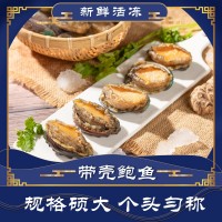 鮑魚哥原殼帶肚活凍鮑魚新鮮冷凍大鮑小鮑 佛跳墻食材