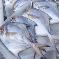 冰凍開(kāi)背湄公魚(yú)腌制烤魚(yú)飯店餐廳商用巴沙魚(yú)整箱紙包魚(yú)烤魚(yú)活現(xiàn)殺