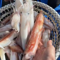 福建東山島 手釣大管 魷魚 槍魷魚 海鮮冰凍水產(chǎn) 團購 批發(fā) 代發(fā)