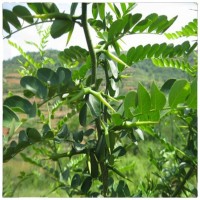 大量批發(fā)皂角樹苗1公分2公分3公分皂莢樹苗價格行道風(fēng)景防護綠化