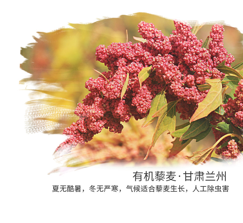 有機黃金藜麥五谷粉_05